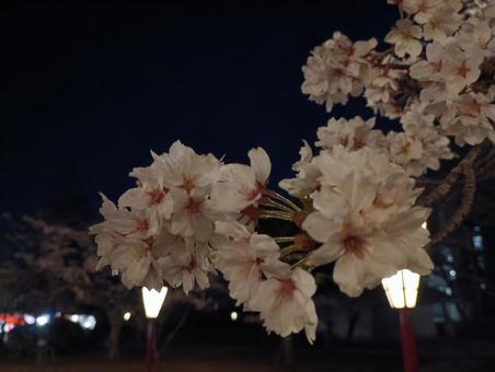 Cherry Blossoms at Night 23, JPG Cherry Blossoms at Night 23, JPG