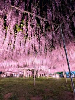 夜空に降りそそぐ藤の花 幻想的な春の光景 夜空に降りそそぐ藤の花 幻想的な春の光景 藤の花,フジ,ふじの写真素材