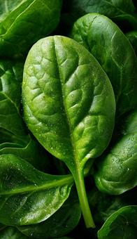 緑色の野菜の葉 緑色の野菜の葉の写真