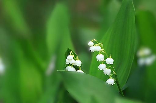 花模様ー季節の花 花模様ー季節の花 花,花模様,スズランの写真素材