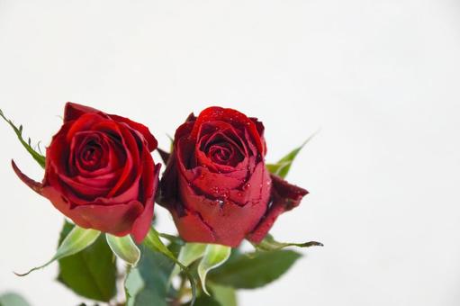 赤いバラ 赤いバラ 水滴,ばら,薔薇の写真素材