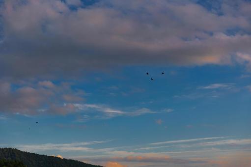 夕空をバックに飛ぶ野鳥たち 夕空をバックに飛ぶ野鳥たちの写真