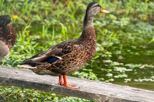 水辺を見つめるカモ 水辺を見つめるカモ カモ,野鳥,鳥の写真素材