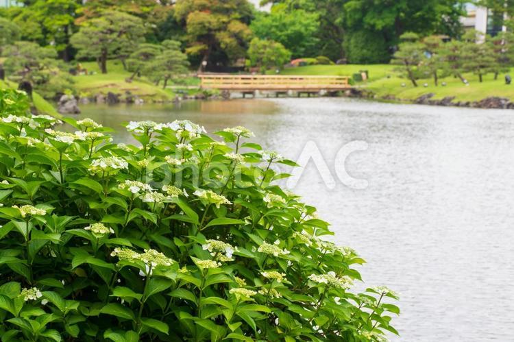 旧芝離宮恩賜庭園の咲き始めたあじさい 旧芝離宮恩賜庭園,あじさい,花の写真素材