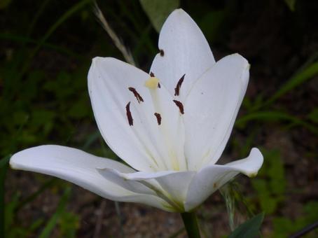 【花の写真】百合の花 【花の写真】百合の花の写真