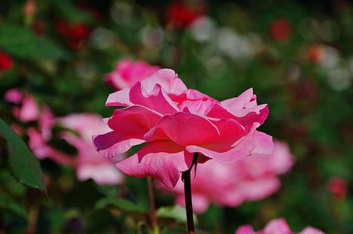 11月のバラ 11月のバラ バラ,薔薇,ピンクの写真素材