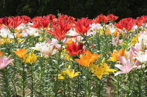 ゆり10 ゆり,ユリ,7月の写真素材