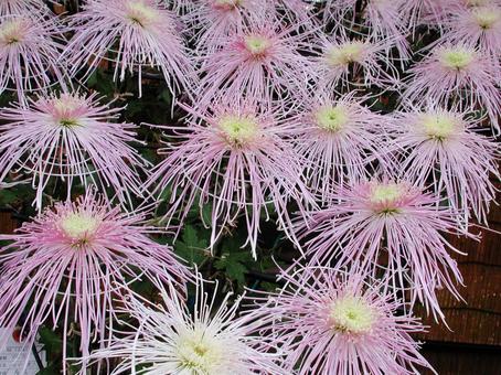 和菊 和菊の写真