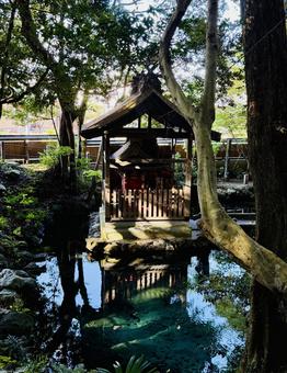 泉神社の泉が森 泉神社の泉が森 茨城県,日立市,泉神社の写真素材