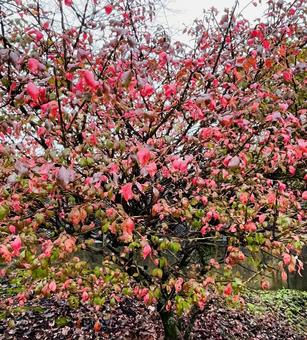 ニシキギの写真