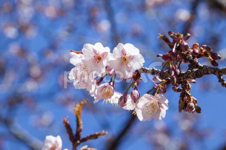 滝頭公園の桜5（田原市） サクラ,桜,花の写真素材