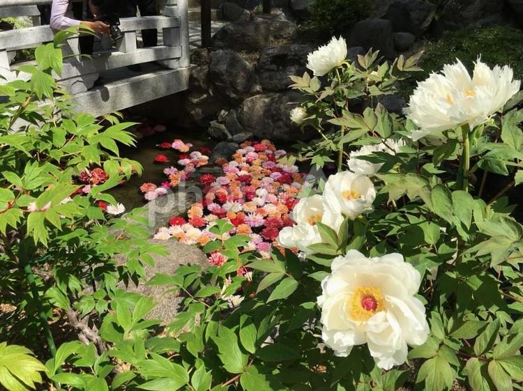 牡丹　岡寺　牡丹祭り　花手水　明日香村 牡丹,岡寺,牡丹祭りの写真素材