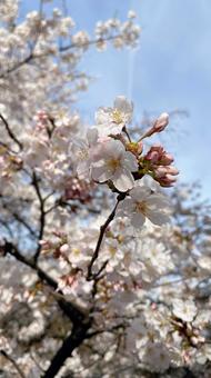 桜 壁紙 桜,壁紙,春の写真素材