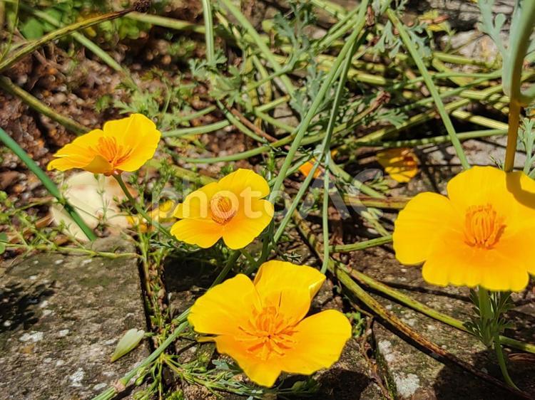 初夏にうなだれて咲く花 黄色,花,初夏の写真素材