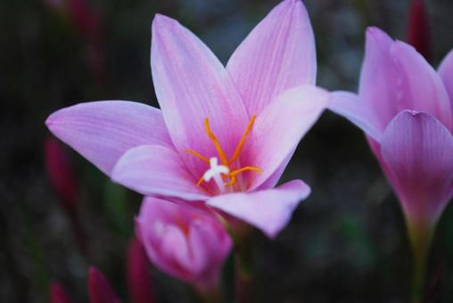 ピンクの花・その1 ピンクの花・その1の写真