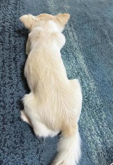 お昼寝するチワワの後ろ姿 お昼寝するチワワの後ろ姿の写真