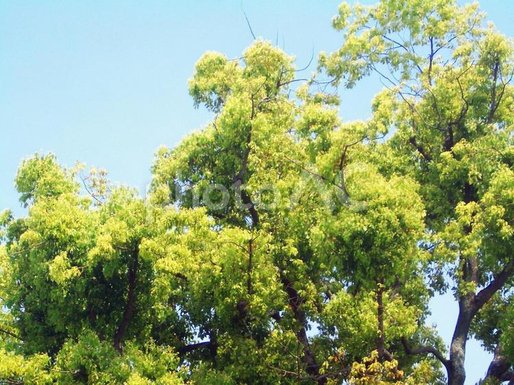 樹木と青空 樹木,植物,木の写真素材