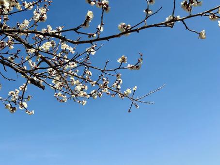 Photo, plum, plum blossom, blue sky, 
