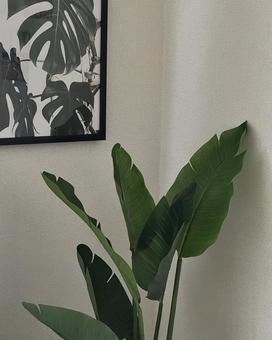 Photo, green, plant, healing, 