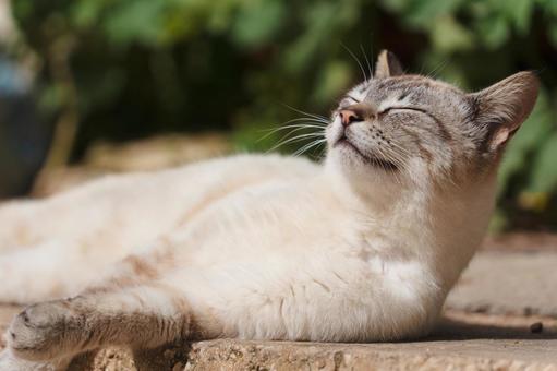 かわいい猫_2 かわいい猫_2の写真