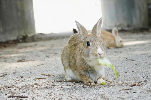 広島 大久野島 うさぎ島のうさぎ7 広島 大久野島 うさぎ島のうさぎ7 うさぎ,兎,卯の写真素材