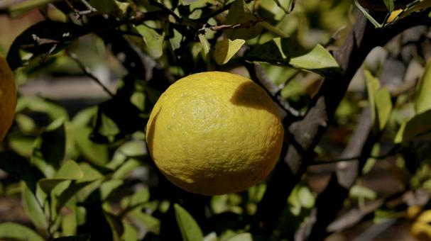 【果物の写真】夏みかん 夏みかん,みかん,自然の写真素材