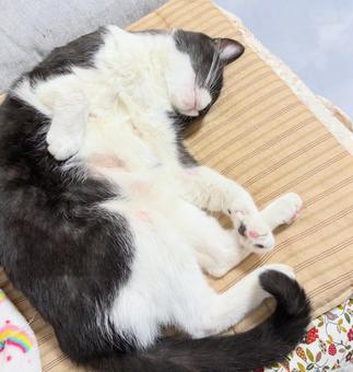 お腹を見せて寝る白黒猫 お腹を見せて寝る白黒猫 猫,白黒,ハチワレの写真素材