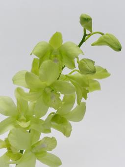 ミントグリーンのデンファレ ミントグリーンのデンファレの写真