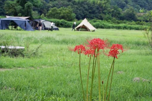 キャンプ場に咲く晩夏の赤い彼岸花 キャンプ場に咲く晩夏の赤い彼岸花 彼岸花,曼珠沙華,赤の写真素材