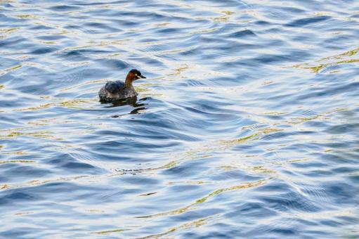 カイツブリ⒁の写真