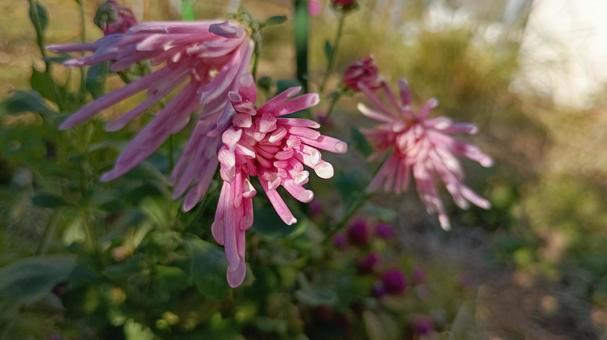 食用菊・もってのほか 食用菊,キク,ショクヨウキクの写真素材