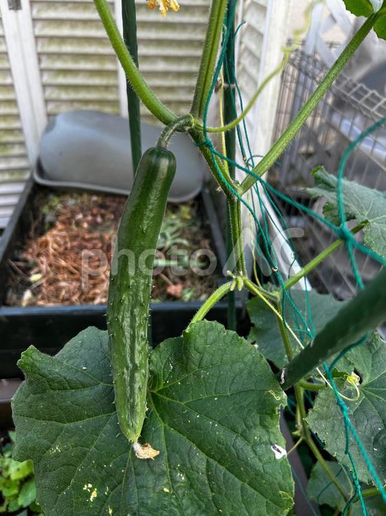 家庭菜園のキュウリ栽培 胡瓜,きゅうり,夏野菜の写真素材