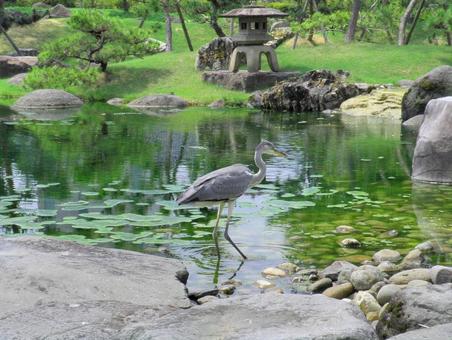 水辺にいる鳥 水辺にいる鳥の写真