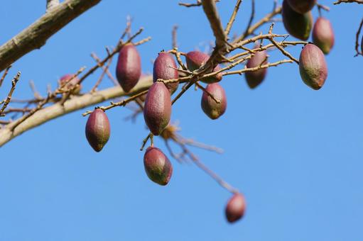 トックリキワタ（蒴果） トックリキワタ,蒴果,種の写真素材