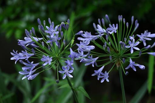 Photo, agapanthus, purple clam, murasaki kunsiran, 