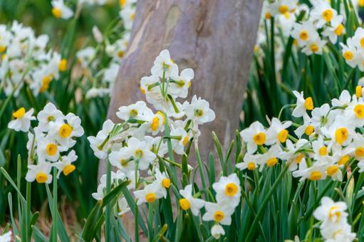 A cluster of Japanese daffodils blooming at the base of a tree, narcissus, flower, petal, JPG