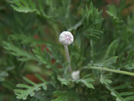 ユリオプス・デージー ユリオプス,デージー,黄金菊の写真素材