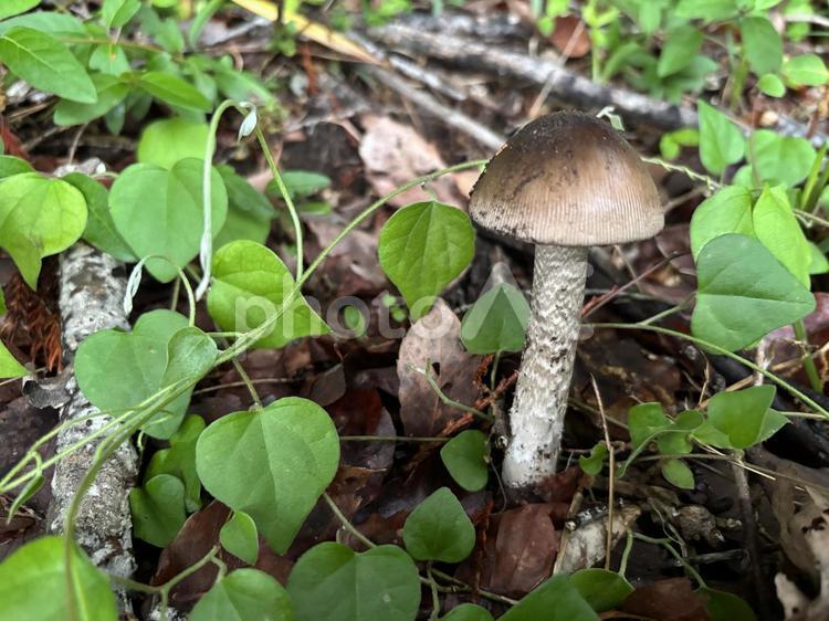 毒キノコ　テングタケ 毒キノコ,テングタケきのこ,毒の写真素材