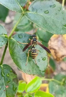 フタモンアシナガバチ フタモンアシナガバチ フタモンアシナガバチ,アシナガバチ,蜂の写真素材