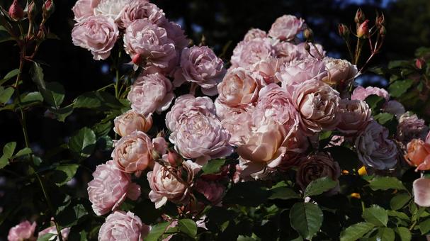 【花の写真】ばらの花 rose,植物,園芸の写真素材