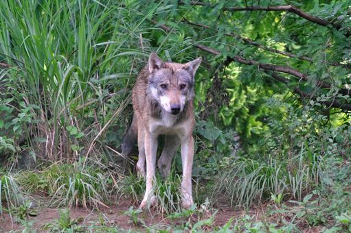 雨の中佇むタイリクオオカミ② 雨の中佇むタイリクオオカミ② タイリクオオカミ,オオカミ,動物の写真素材