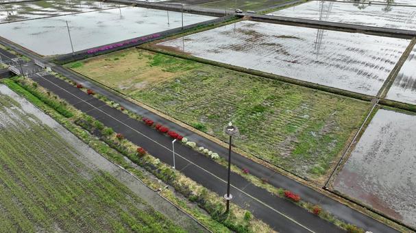 コウノトリの親子 コウノトリ,巣,親子の写真素材