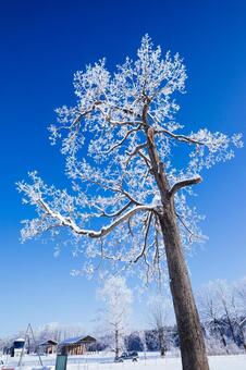 霧氷と青空 霧氷,大木,防風林の写真素材