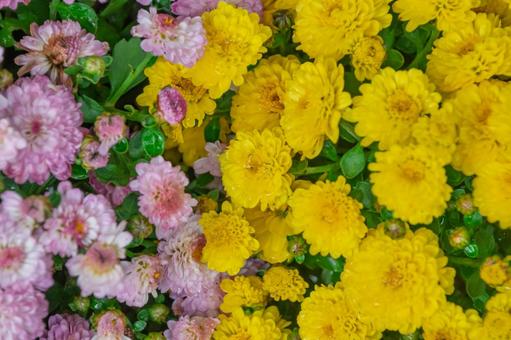 雨上がりの花壇に咲き誇る色とりどりの小菊 菊,花,植物の写真素材