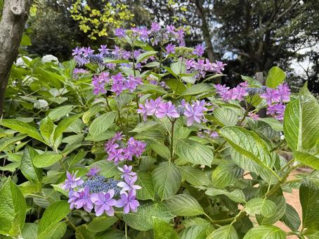 Pretty hydrangea, JPG Pretty hydrangea, JPG