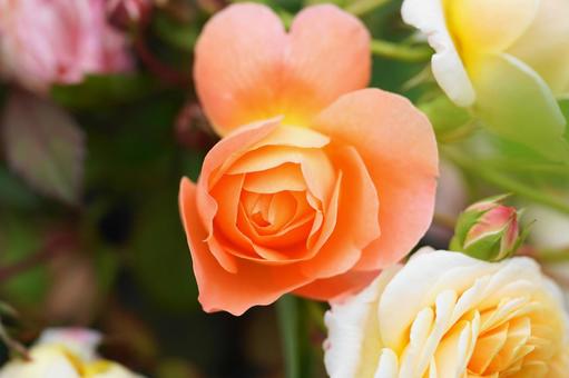 薔薇の香りに包まれて 薔薇の香りに包まれて 薔薇,バラ,自然の写真素材