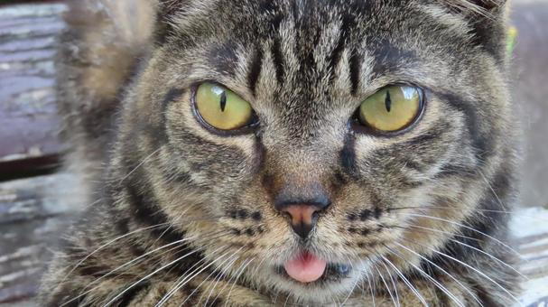 ベンチで涼むもふもふであざとい猫様 ベンチで涼むもふもふであざとい猫様 猫,キジトラ,顔の写真素材