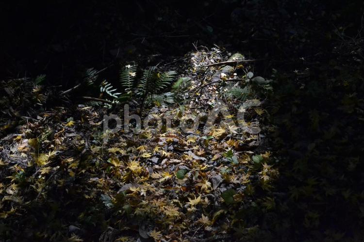 森の中、光に映し出された落ち葉たち 秋,終わり,影の写真素材