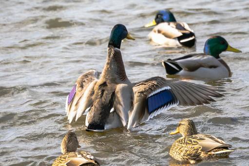 マガモ(26)の写真