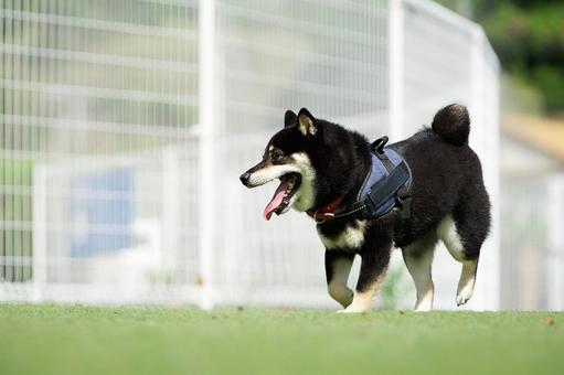 ドッグランのワンコ(柴犬・豆柴) ドッグランのワンコ(柴犬・豆柴) 犬,柴犬,黒柴の写真素材
